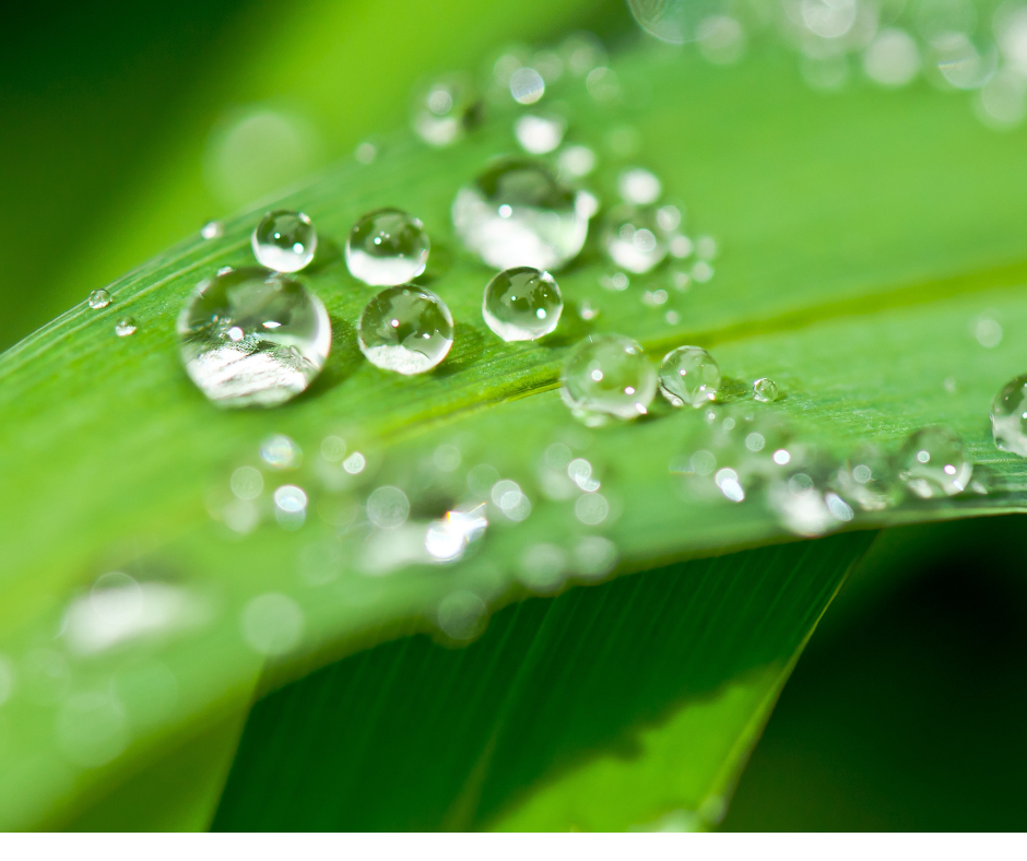 Wassertropfen auf einem Blatt