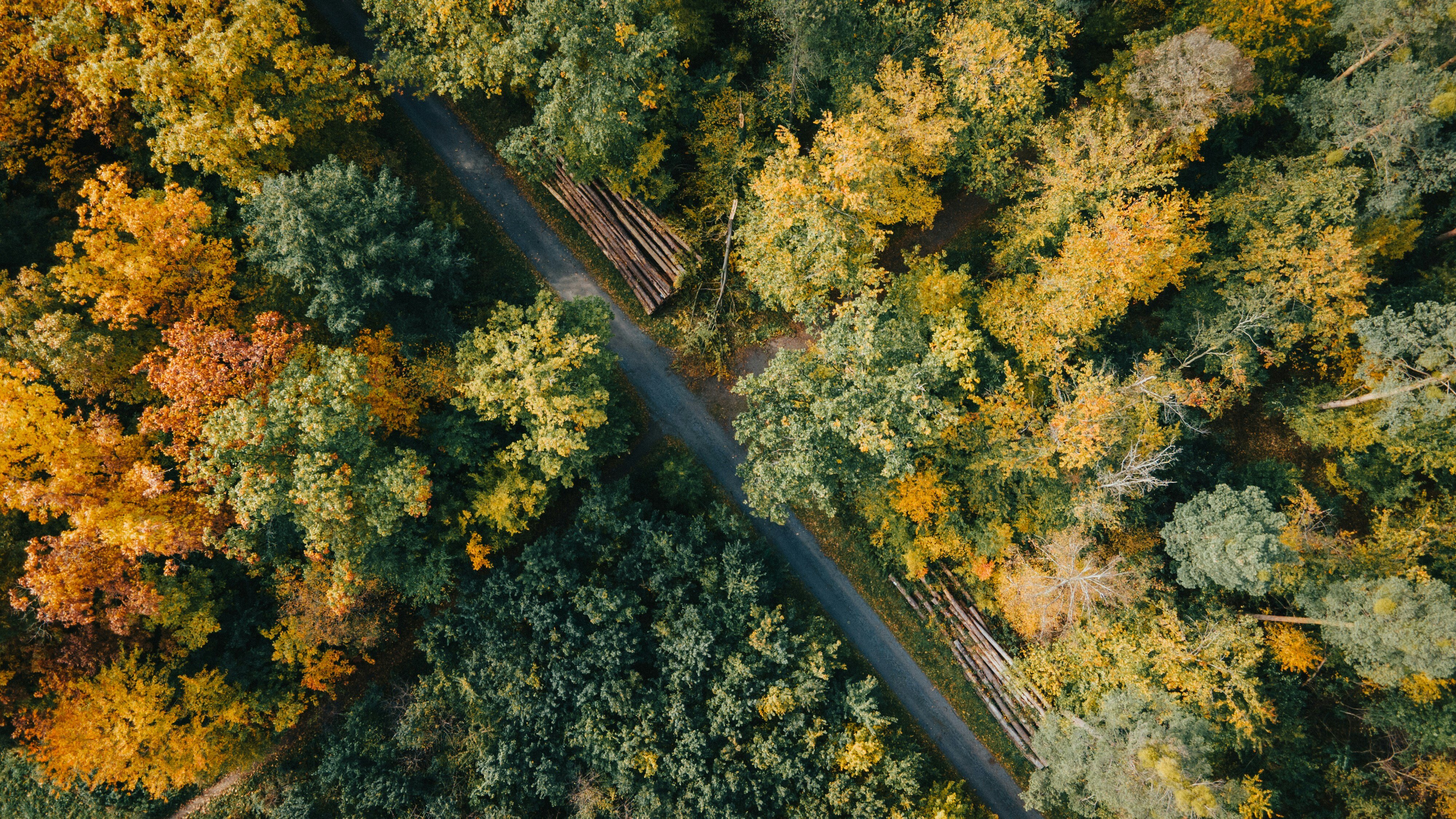 EUDR-Wald